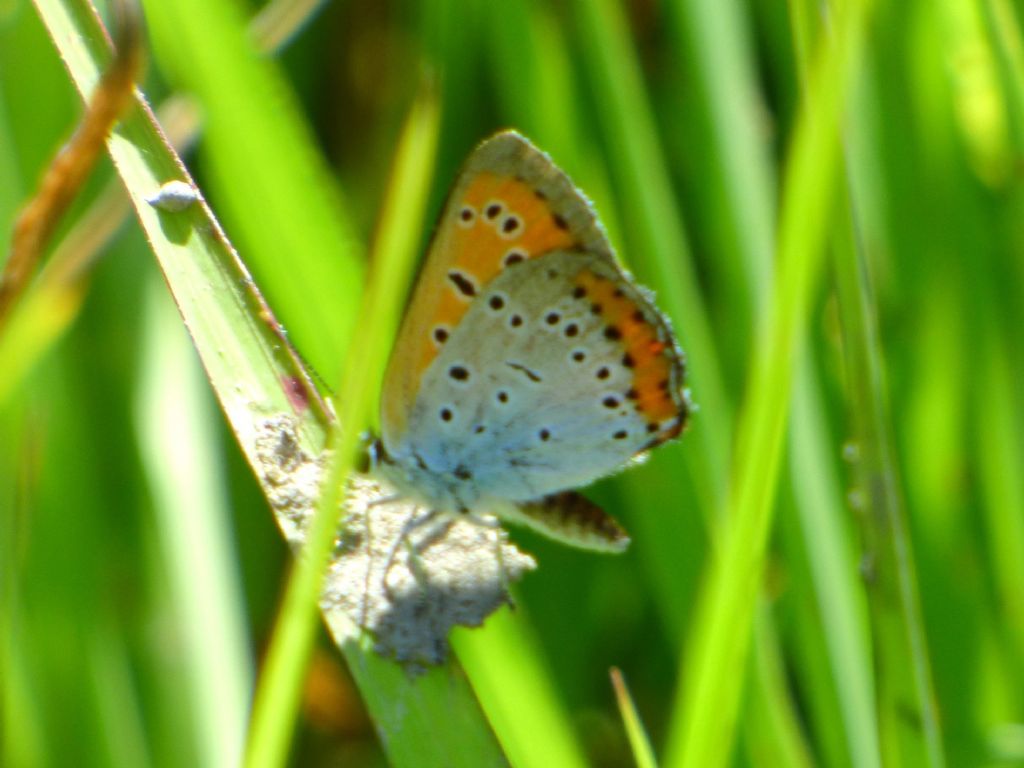 Lycaena dispar